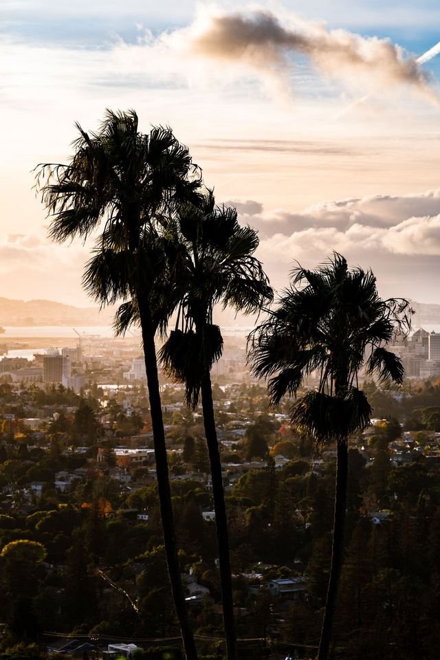 Palm trees above a hillside city